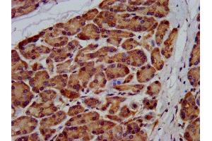 IHC image of ABIN7174292 diluted at 1:200 and staining in paraffin-embedded human pancreatic tissue performed on a Leica BondTM system. (USP24 抗体  (C-Term))