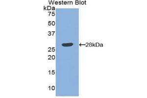 Western Blotting (WB) image for anti-Angiopoietin 1 (ANGPT1) (AA 266-497) antibody (ABIN1171916) (Angiopoietin 1 抗体  (AA 266-497))