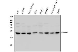Western blot analysis of Peroxiredoxin 1 using anti-Peroxiredoxin 1 antibody (ABIN3043903). (Peroxiredoxin 1 抗体  (Middle Region))