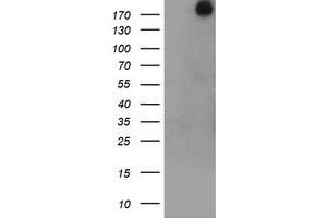 Image no. 1 for anti-Ubiquitin Specific Peptidase 9, X-Linked (USP9X) (AA 2246-2570) antibody (ABIN1491229) (USP9X 抗体  (AA 2246-2570))