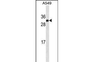 IGF2 Antibody ABIN1539926 western blot analysis in A549 cell line lysates (35 μg/lane). (IGF2 抗体  (AA 39-68))