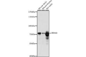 Western blot analysis of extracts of various cell lines, using DDX43 antibody (ABIN7266697) at 1:1000 dilution. (DDX43 抗体  (AA 429-648))