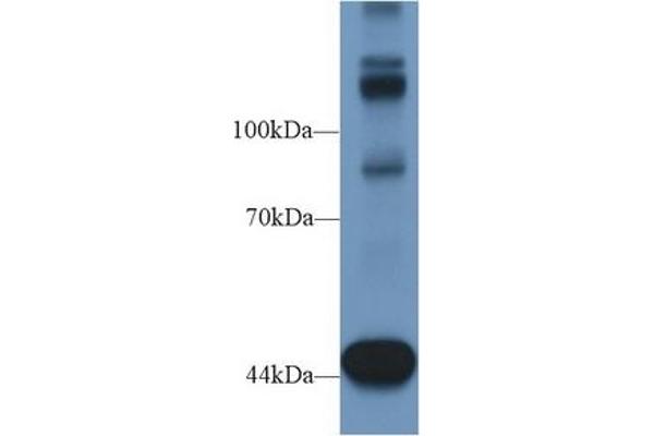 Tensin 1 抗体  (AA 4-307)