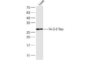 Rat Liver lysates probed with 14-3-3 Tau Polyclonal Antibody, Unconjugated  at 1:300 dilution and 4˚C overnight incubation. (14-3-3 theta 抗体  (AA 31-130))