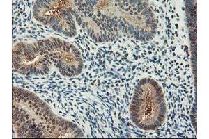 Image no. 5 for anti-NIF3 NGG1 Interacting Factor 3-Like 1 (NIF3L1) antibody (ABIN1496615) (NIF3L1 抗体)