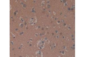 Used in DAB staining on fromalin fixed paraffin- embedded brain tissue (GNaZ 抗体  (AA 2-219))