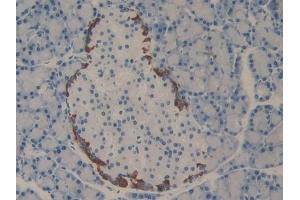 Detection of PDL2 in Rat Pancreas Tissue using Polyclonal Antibody to Programmed Cell Death Protein 1 Ligand 2 (PDL2) (PDCD1LG2 抗体  (AA 21-268))
