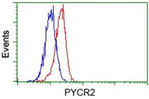 Image no. 3 for anti-Pyrroline-5-Carboxylate Reductase Family, Member 2 (PYCR2) antibody (ABIN1499983) (PYCR2 抗体)