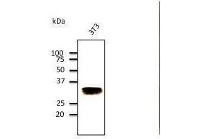 Anti-Rabll Ab at 1/500 dilution, Hepa cell line lysates at 100 µg per Iane, rabbit polyclonal to goat lµg (HRP) at 1/10,000 dilution, (RAB32 抗体  (C-Term))