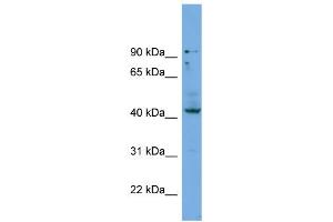 WB Suggested Anti-HOXB3  Antibody Titration: 0. (HOXB3 抗体  (Middle Region))
