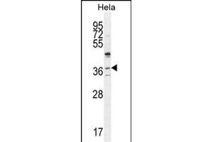 SELV Antibody (C-term) (ABIN655287 and ABIN2844877) western blot analysis in Hela cell line lysates (35 μg/lane). (Selenoprotein V 抗体  (C-Term))
