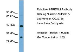 WB Suggested Anti-TREML2  Antibody Titration: 0. (TREML2 抗体  (N-Term))