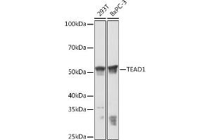 Western blot analysis of extracts of various cell lines, using TE Rabbit mAb (ABIN7270753) at 1:3000 dilution. (TEAD1 抗体)