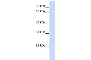 CDH12 antibody used at 1 ug/ml to detect target protein. (Cadherin 12 抗体)