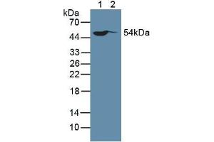 Western blot analysis of (1) Human HeLa cells and (2) Human MCF-7 Cells. (SP100 抗体  (AA 610-802))