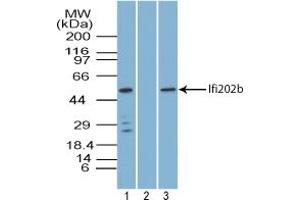Image no. 1 for anti-Interferon Activated Gene 202B (Ifi202b) (AA 250-300) antibody (ABIN960219) (Ifi202b 抗体  (AA 250-300))