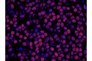 Immunofluorescence (IF) image for anti-Histone Deacetylase 2 (HDAC2) (C-Term) antibody (ABIN7448973) (HDAC2 抗体  (C-Term))
