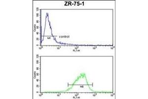 COX6A1 Antibody (Center) (ABIN653100 and ABIN2842691) FC analysis of ZR-75-1 cells (bottom histogram) compared to a negative control cell (top histogram). (COX6A1 抗体  (AA 50-78))