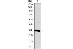 Western blot analysis using Neurod mAb against human Neurod recombinant protein. (NEUROD1 抗体  (AA 26-91))