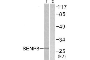 Western Blotting (WB) image for anti-SUMO/sentrin Specific Peptidase Family Member 8 (SENP8) (C-Term) antibody (ABIN1848851) (SENP8 抗体  (C-Term))