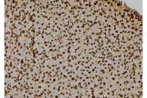 ABIN6268664 at 1/100 staining Rat liver tissue by IHC-P. (Caspase 7 抗体  (N-Term))