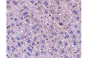 Immunohistochemistry (IHC) image for anti-Fem-1 Homolog B (FEM1B) (C-Term) antibody (ABIN1030384) (FEM1B 抗体  (C-Term))