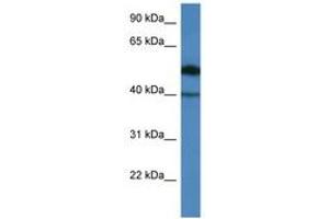 Image no. 1 for anti-Chromosome 9 Open Reading Frame 64 (C9orf64) (AA 45-94) antibody (ABIN6746561) (C9orf64 抗体  (AA 45-94))