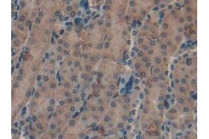Immunohistochemistry (IHC) image for anti-Lactoperoxidase (LPO) (AA 305-498) antibody (ABIN7431545)