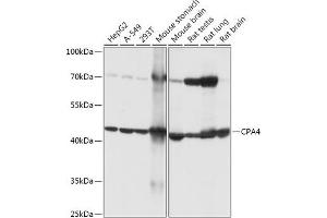 Western blot analysis of extracts of various cell lines, using CP antibody (ABIN7266080) at 1:1000 dilution. (CPA4 抗体  (AA 114-280))