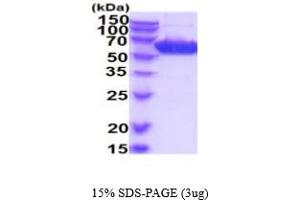 SDS-PAGE (SDS) image for Natural Killer Cell Receptor 2B4 (CD244) (AA 19-224) protein (hIgG-His-tag) (ABIN7281222)