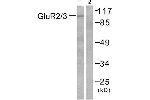 Western Blotting (WB) image for anti-Glutamate Receptor, Ionotropic, AMPA 2/3 (GRIA2/3) (C-Term) antibody (ABIN1848570) (mGluR2/3 抗体  (C-Term))