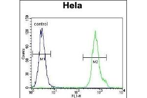 LRRC45 Antibody (C-term) (ABIN655315 and ABIN2844894) flow cytometric analysis of Hela cells (right histogram) compared to a negative control cell (left histogram). (LRRC45 抗体  (C-Term))