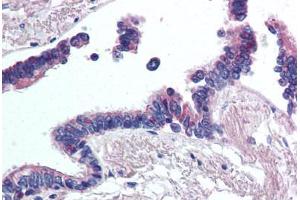 Anti-WNT2 antibody  ABIN1049474 IHC staining of human lung, respiratory epithelium.