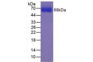SDS-PAGE analysis of Human CYP2E1 Protein. (CYP2E1 蛋白)