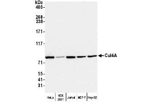 anti-Cullin 4A (CUL4A) (C-Term) antibody