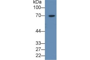 Detection of AMH in 293T cell lysate using Polyclonal Antibody to Anti-Mullerian Hormone (AMH)