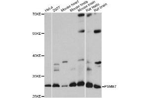 Western blot analysis of extracts of various cell lines, using PSMB7 antibody. (PSMB7 抗体)