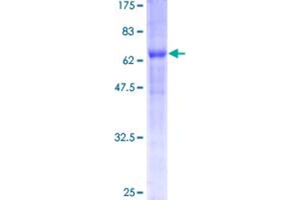 BNIP2 Protein (AA 1-314) (GST tag)