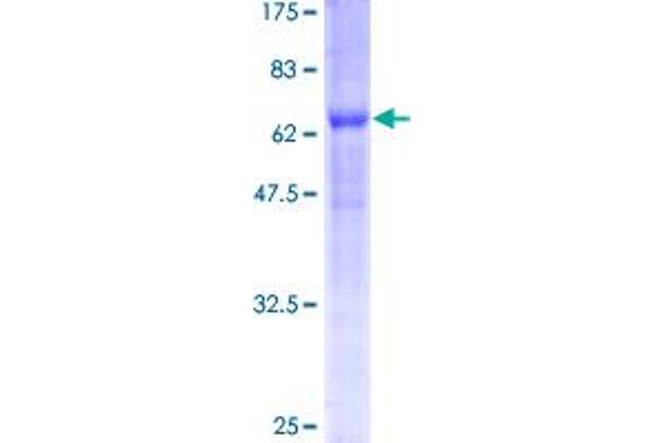 BNIP2 Protein (AA 1-314) (GST tag)