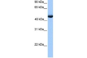 Western Blotting (WB) image for anti-Polyamine Oxidase (Exo-N4-Amino) (PAOX) antibody (ABIN2459721) (PAOX 抗体)