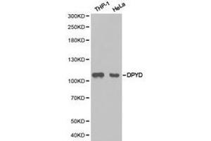 Western Blotting (WB) image for anti-Dihydropyrimidine Dehydrogenase (DPYD) antibody (ABIN1872345) (DPYD 抗体)