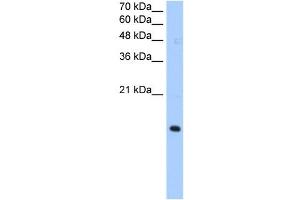 Western Blotting (WB) image for anti-Paired Immunoglobin-Like Type 2 Receptor alpha (PILRA) (N-Term) antibody (ABIN635597)