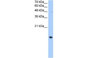 PILRA antibody used at 0.