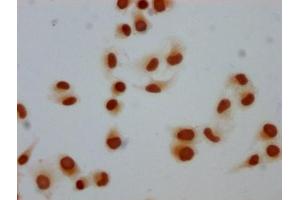 Immunocytochemistry analysis of ABIN7139608 diluted at 1:5 and staining in Hela cells performed on a Leica BondTM system. (Histone H1-Like (LOC107807853) (meLys81) 抗体)
