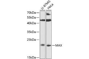 Western blot analysis of extracts of various cell lines, using MAX antibody (ABIN6128217, ABIN6143585, ABIN6143586 and ABIN6213894) at 1:3000 dilution. (MAX 抗体  (AA 1-160))