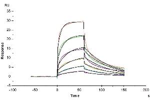 Human IFN alpha/beta R1, His Tag captured on CM5 Chip via anti-his antibody can bind Human IFN alpha 1, hFc Tag with an affinity constant of 0.