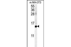 CRABP1 Antibody (C-term) (ABIN651614 and ABIN2840325) western blot analysis in mouse NIH-3T3 cell line lysates (35 μg/lane). (CRABP1 抗体  (C-Term))