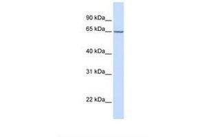 Image no. 1 for anti-Carbohydrate (N-Acetylgalactosamine 4-Sulfate 6-O) Sulfotransferase 15 (CHST15) (AA 362-411) antibody (ABIN6739197) (CHST15 抗体  (AA 362-411))