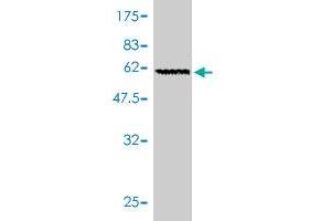 Western Blotting (WB) image for anti-Guanine Nucleotide Binding Protein (G Protein), beta Polypeptide 2 (GNB2) (AA 1-340) antibody (ABIN561071)