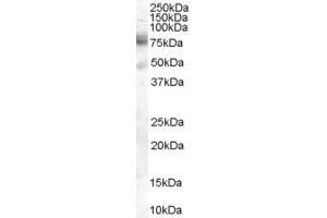 Western Blotting (WB) image for anti-DCP1 Decapping Enzyme Homolog A (S. Cerevisiae) (DCP1A) (AA 571-581) antibody (ABIN294525) (DCP1A 抗体  (AA 571-581))